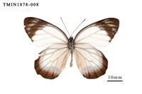 藏品(白豔粉蝶)的圖片